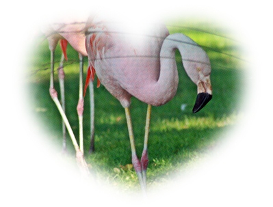 Bildtitel: Flamingo (c) Copyright Beate Hefler. Alle Rechte vorbehalten