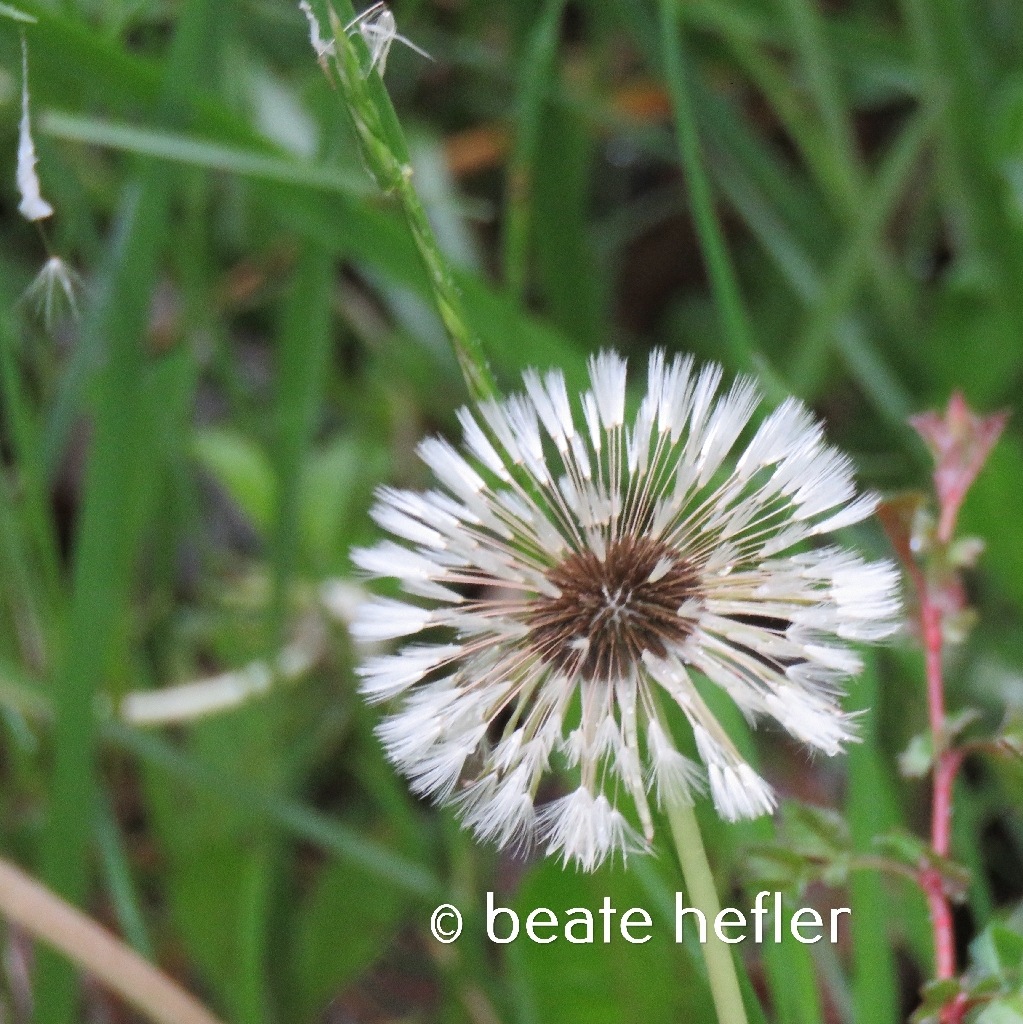 pusteblume (c) by beate hefler